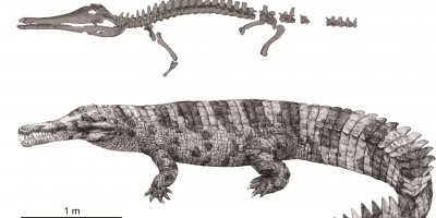 Beheaded croc reveals ancient family secrets A missing link in crocodilian evolution and a tragic tale of human-driven extinction