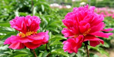 Yangzhou University (China) Herbaceous Peony Cut Flowers Cultivated by YZU Awarded the Gold Medal in the International Horticultural Exposition 2021