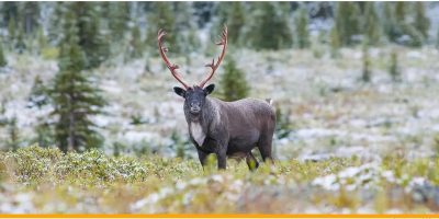 University of Calgary in Qatar (Qatar) UCalgary research reveals caribou migration habits linked to genetic heritage