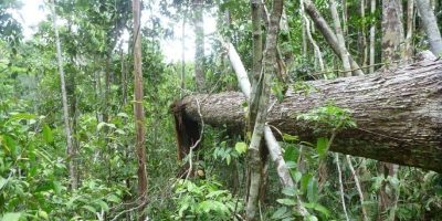 What’s killing trees in the southern Amazon?