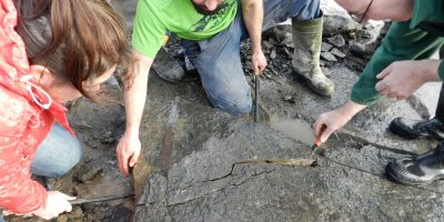 National University of Ireland, Galway (Ireland) Scientists discover 350 million year old fossil sea urchins on Hook Head