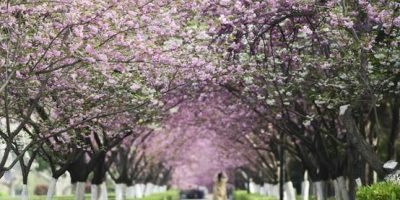 Xi’an Jiaotong University (China) Cherry blossoms in XJTU