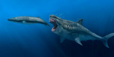 UK (Swansea University) New 3D Model Reveals Megalodon Weighed More Than 61 Tonnes And Could Eat Whole Killer Whales