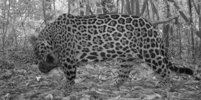 Nigeria (Norwegian University of Life Sciences) The secret lives of tropical mammals revealed by millions of wildlife photos