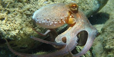 Norway (UiT The Arctic University of Norway) Solving the puzzle of the octopus’ brain