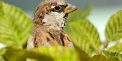 UK (University of Sussex) Sussex researchers find pesticide use is linked to garden bird decline