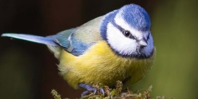 UK (Lancaster University) Songbird study shows one hit wonder has to change his tune to attract a mate