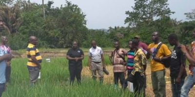UK (Lancaster University) Lancaster researcher brings breakthrough water-saving techniques to Ghanaian rice growers