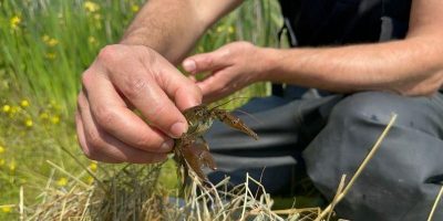 UK (University of Leeds) Rescued crayfish find new home at Bodington Pond