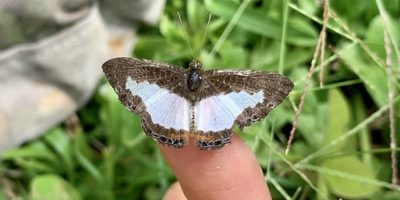 UK (University of Cambridge) Small-winged and lighter coloured butterflies likely to be at greatest threat from climate change