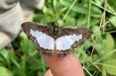 UK (University of Cambridge) Small-winged and lighter coloured butterflies likely to be at greatest threat from climate change