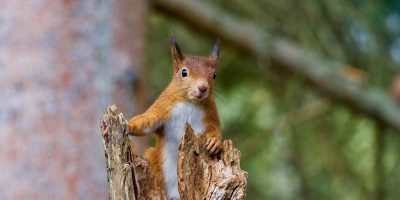 UK (Heriot Watt University) Cracking the mystery of red squirrel decline